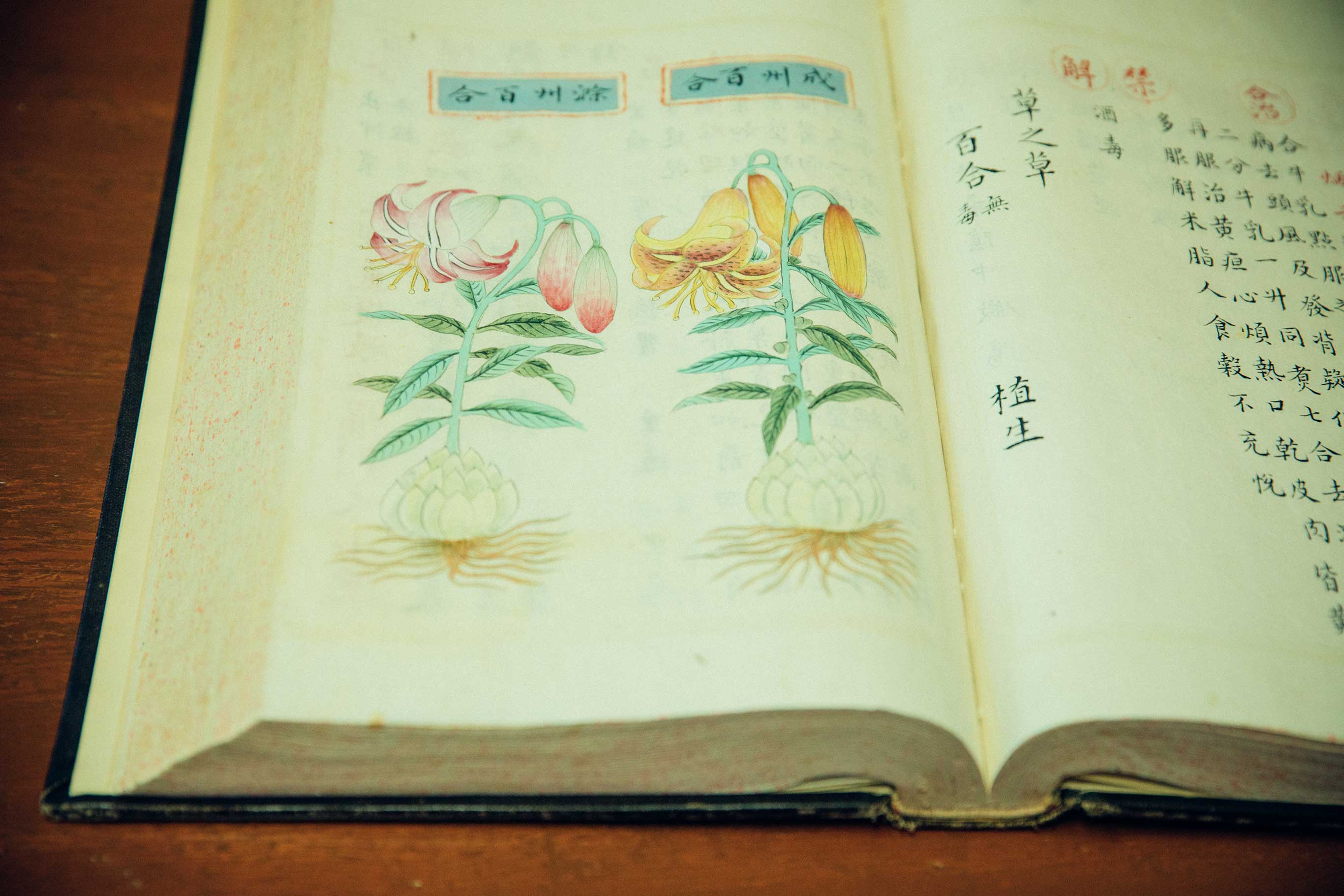 大塚医院の蔵書には貴重なものが多い。これは2代目の大塚恭男医師が入手した中国・明朝の生薬の本。すべて手書きで美しい。百合の根は漢方として使用されている。