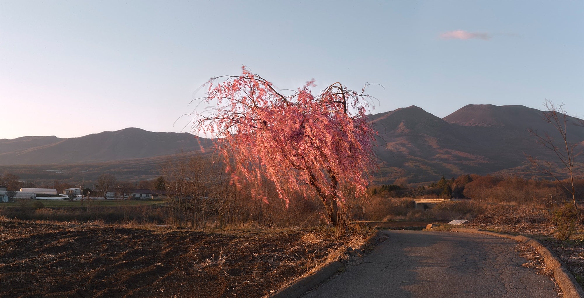 马濑口的枝垂樱。伴随着春天的到来，静静绽放。Photography by © Kaz Koyama | amana photography