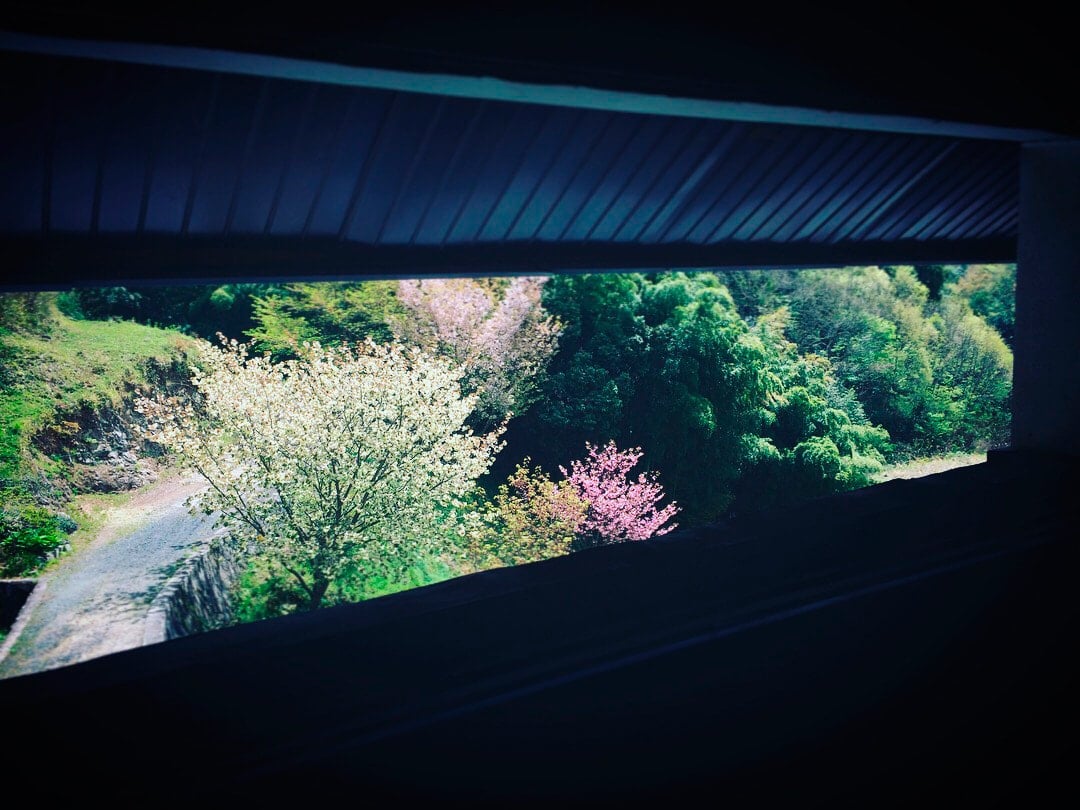 桜の頃、岡山の山中にある自邸の庭。二階の窓からの風景。