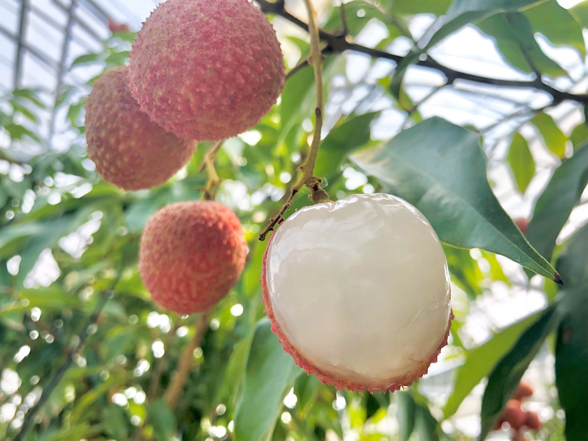 宮崎県都城市で1年かけて栽培されるライチ「太陽の真珠」は、完熟した赤い外皮と透明感のある白い果肉が特徴。