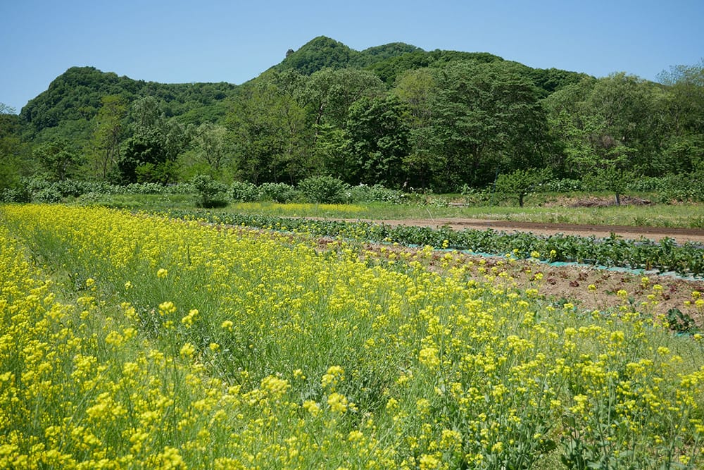 仁木町は小樽から南西に25km、札幌から西に58kmの地にあり、高速道路も繋がった。果樹栽培やワイナリーが多く、有機農業も盛んなのどかな農村地帯だ。