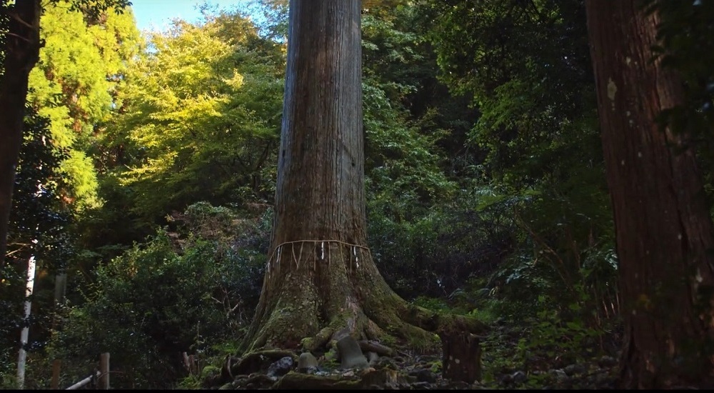 中川八幡宮の御神木である白杉。北山杉はすべて挿し木で増やしており、その元になったのが、この白杉とされる。