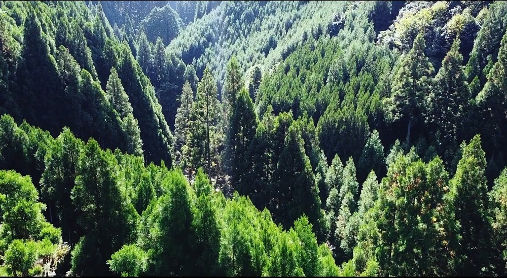 北山杉の山林。杉は自然に自生しているのではなく、植林と管理を人が行い、この姿が形成されている。