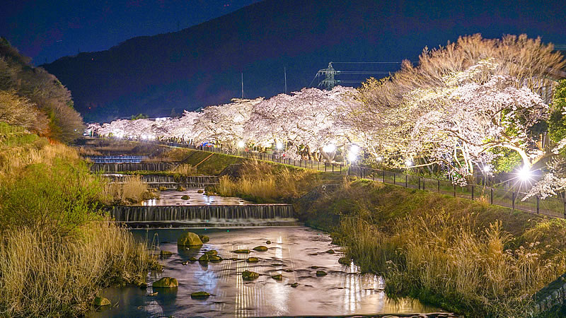 箱根　夜桜　ライトアップ