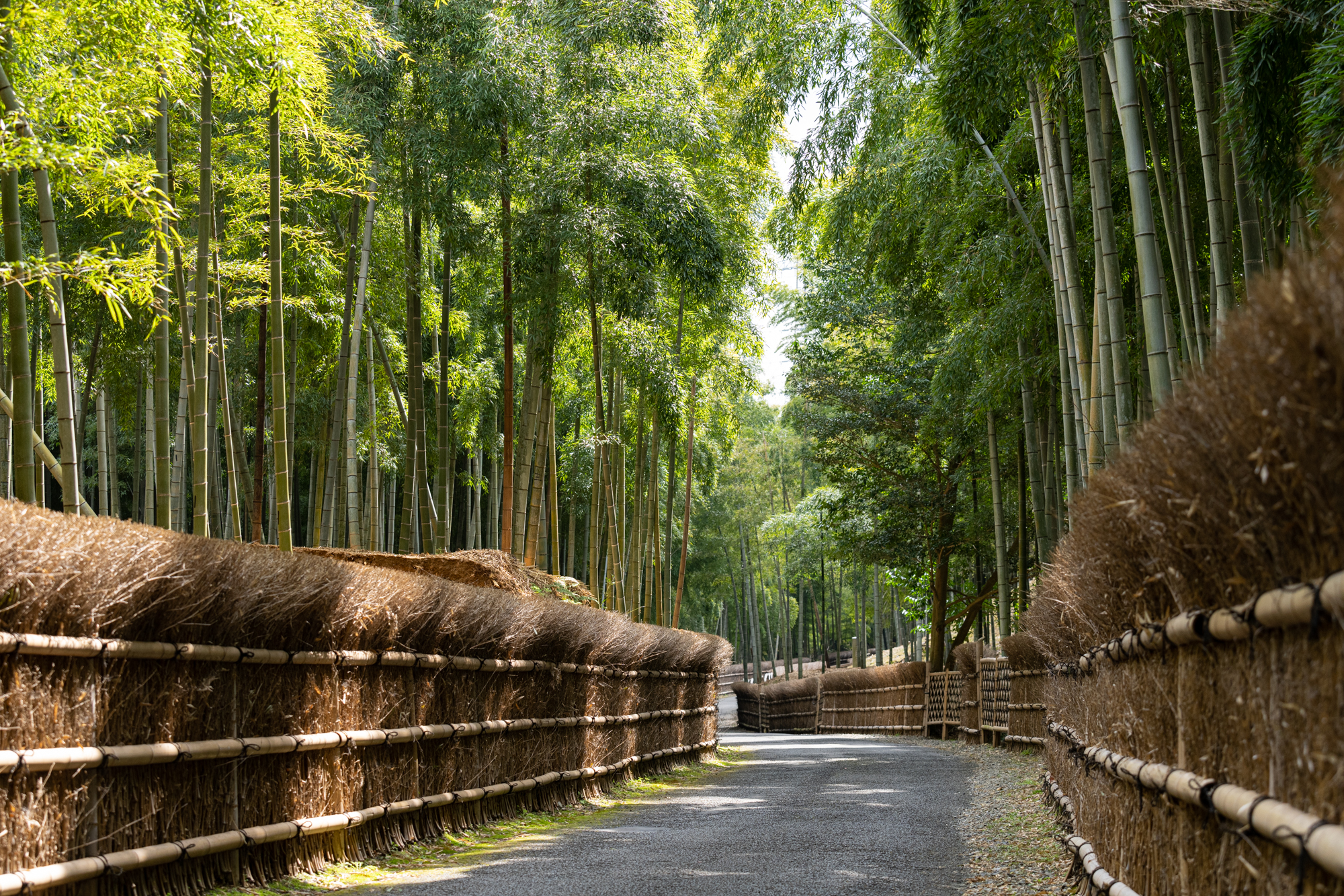 「全国遊歩百選」「歩きたくなるみち500選」に認定されている竹の径。